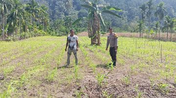 Bhabinkamtibmas Polsek Pining Lakukan Pengecekan Tanaman Jagung Di Lahan Produktif