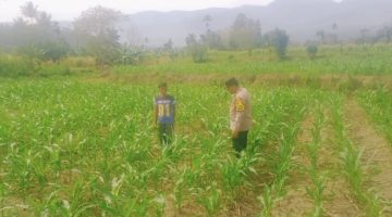 Bhabinkamtibmas Polsek Kutapanjang Lakukan Pengecekan Tanaman Jagung di Lahan Produktif