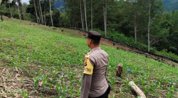 Bhabinkamtibmas Polsek Terangun Lakukan Pengecekan Tanaman Jagung di Lahan Produktif