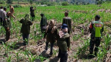 Kapolsek Putri Betung Bersama PPL Lakukan Pengecekan Tanaman Jagung di Lahan Produktif