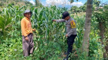 Bhabinkamtibmas Polsek Blangkejeren Lakukan Pengecekan Tanaman Jagung di Lahan Produktif